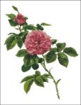 (image for) Willmott: Rosa Centifolia Rose